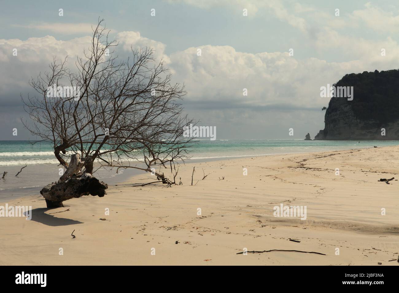 Toter Baum am Sandstrand von Tarimbang in Tabung, East Sumba, East Nusa Tenggara, Indonesien. Dieser Strand könnte zu den halben Sandstränden der Welt gehören, die bis zum Ende des Jahrhunderts verschwinden könnten, wenn der Klimawandel unvermindert weitergeht, wie Klimawissenschaftler in ihrer Publikation über Nature Climate Change vom März 2020 berichteten. Stockfoto