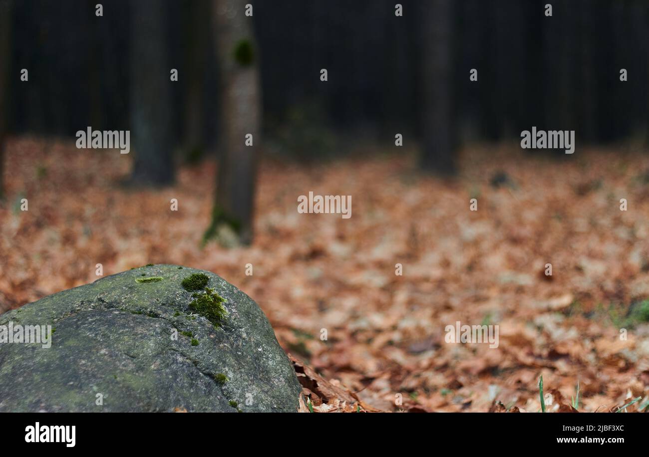 Alte Waldsteine, die mit Moos bedeckt sind, vor dem Hintergrund gefallener Herbstblätter und Kiefernnadeln Stockfoto