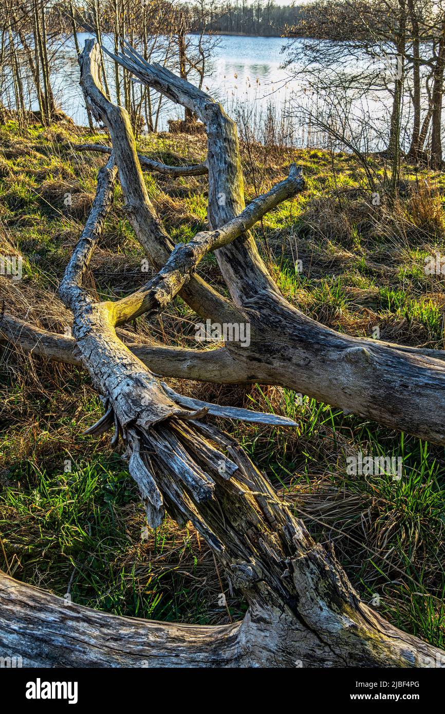 Trockener Stamm, der zu Boden gefallen ist, ohne Rinde am See. Assens, Dänemark, Europa Stockfoto