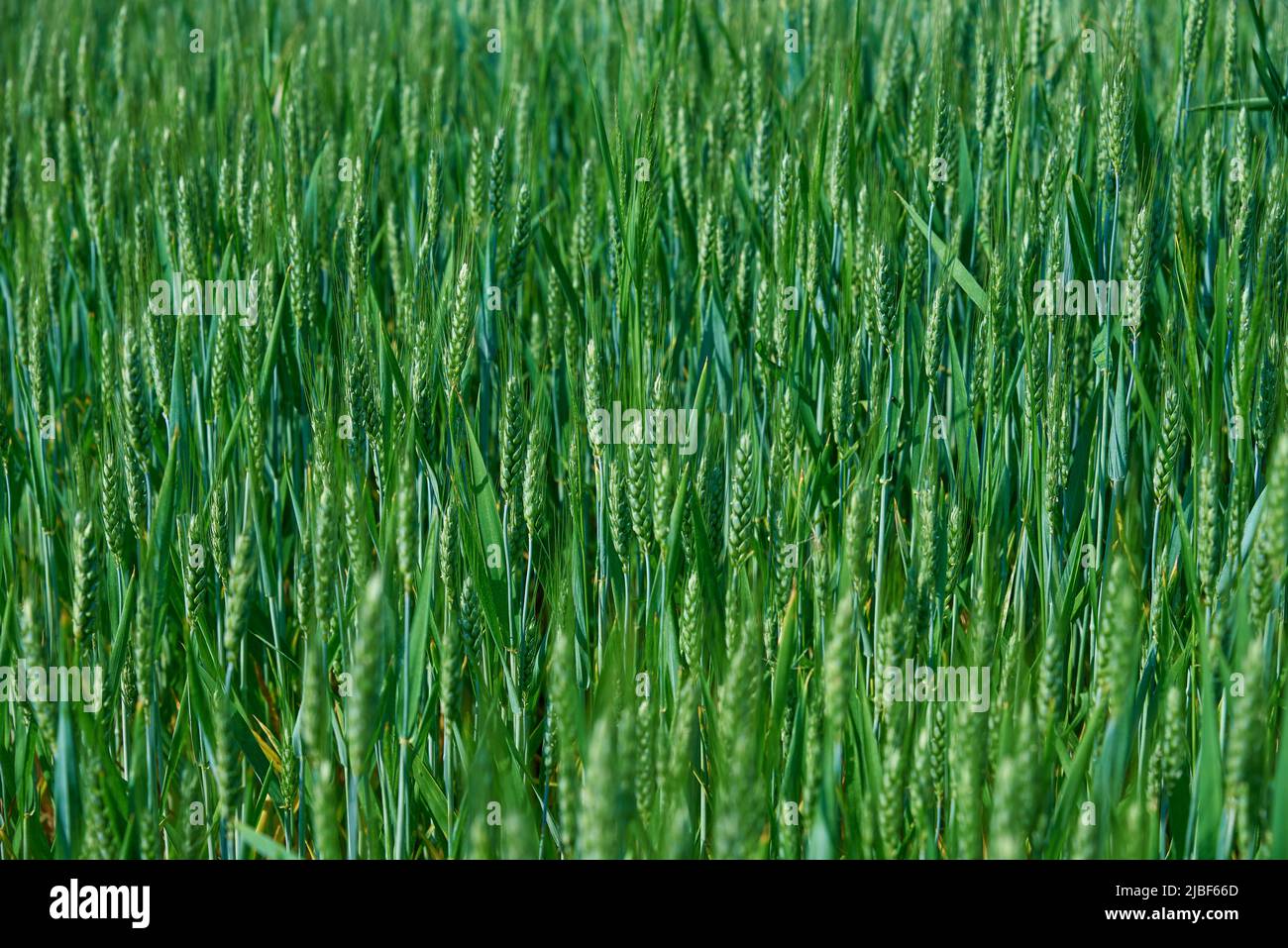 Nahrungsmittelkrise und Welthungerkonzept, grünes Feld mit Weizenohren, wachsende Weizensprossen aus der Nähe, Harwest-Problem Stockfoto