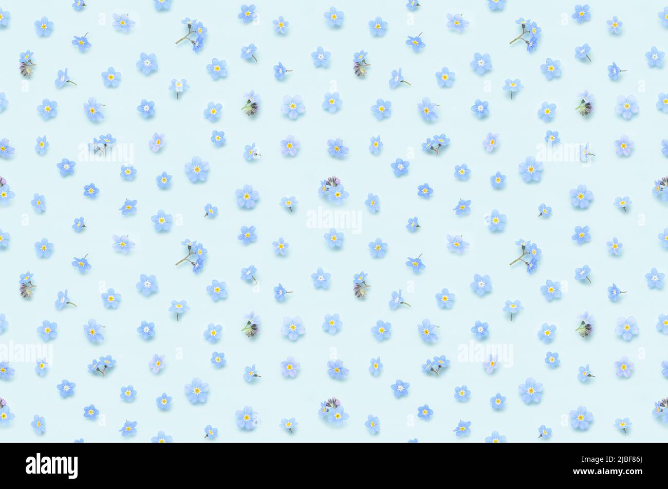 Nahtlose Blumenmuster von winzigen Frühling Vergiss-mich-nicht-Blumen auf blauem Hintergrund Draufsicht flach legen Stockfoto