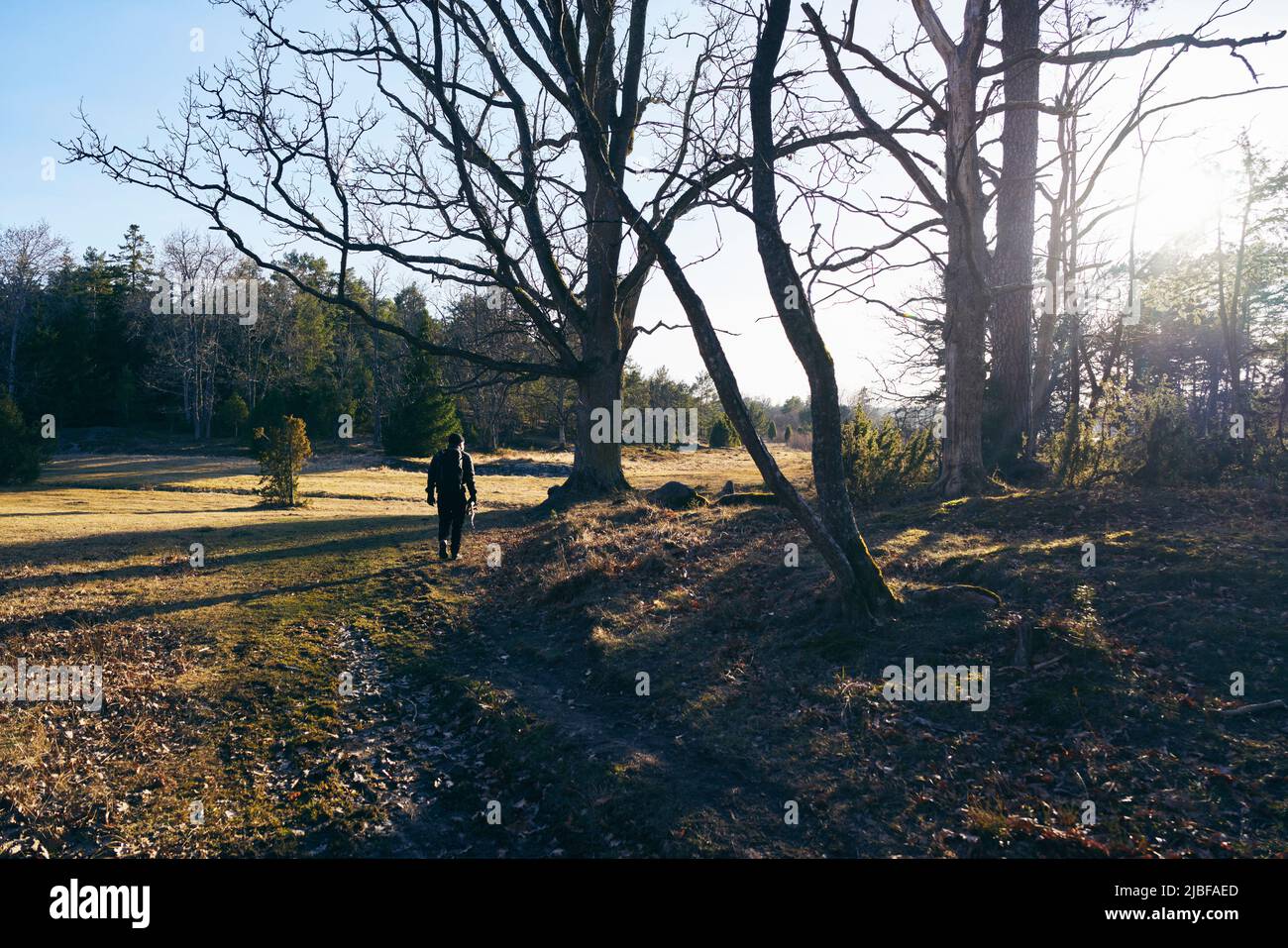 Mann, der an kahlen Bäumen in Sodermanland, Schweden, wandert Stockfoto