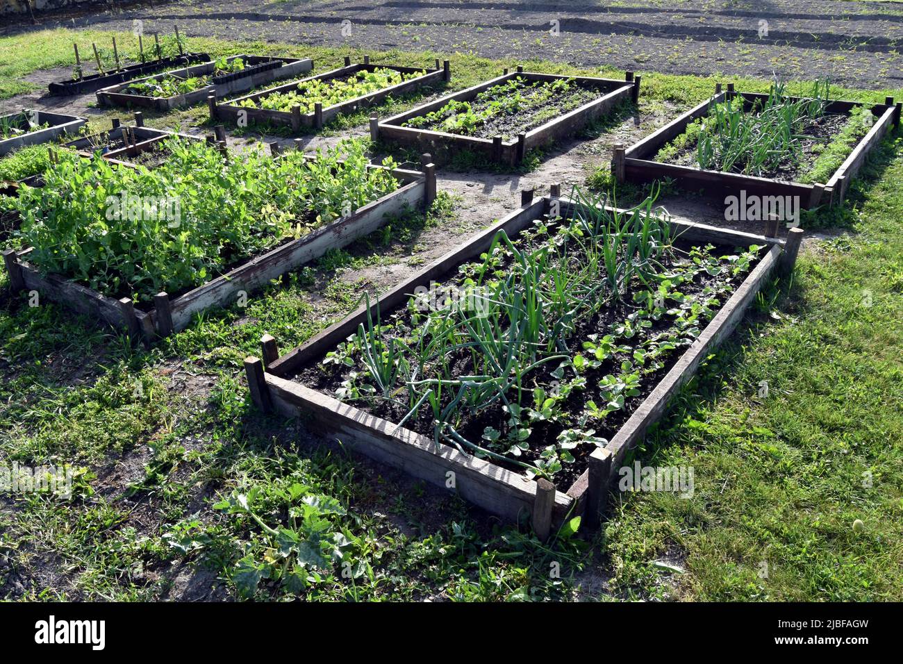 Bio-Gemüsegarten mit mehreren niedrigen Hochbeeten Stockfoto