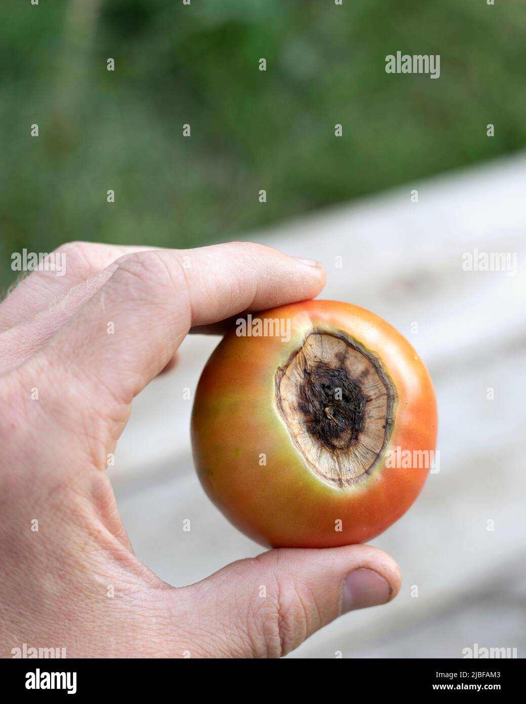 Die Hand des Mannes hält Tomatenfrüchte, die durch die schwarze Vertex-Fäule beschädigt wurden Stockfoto