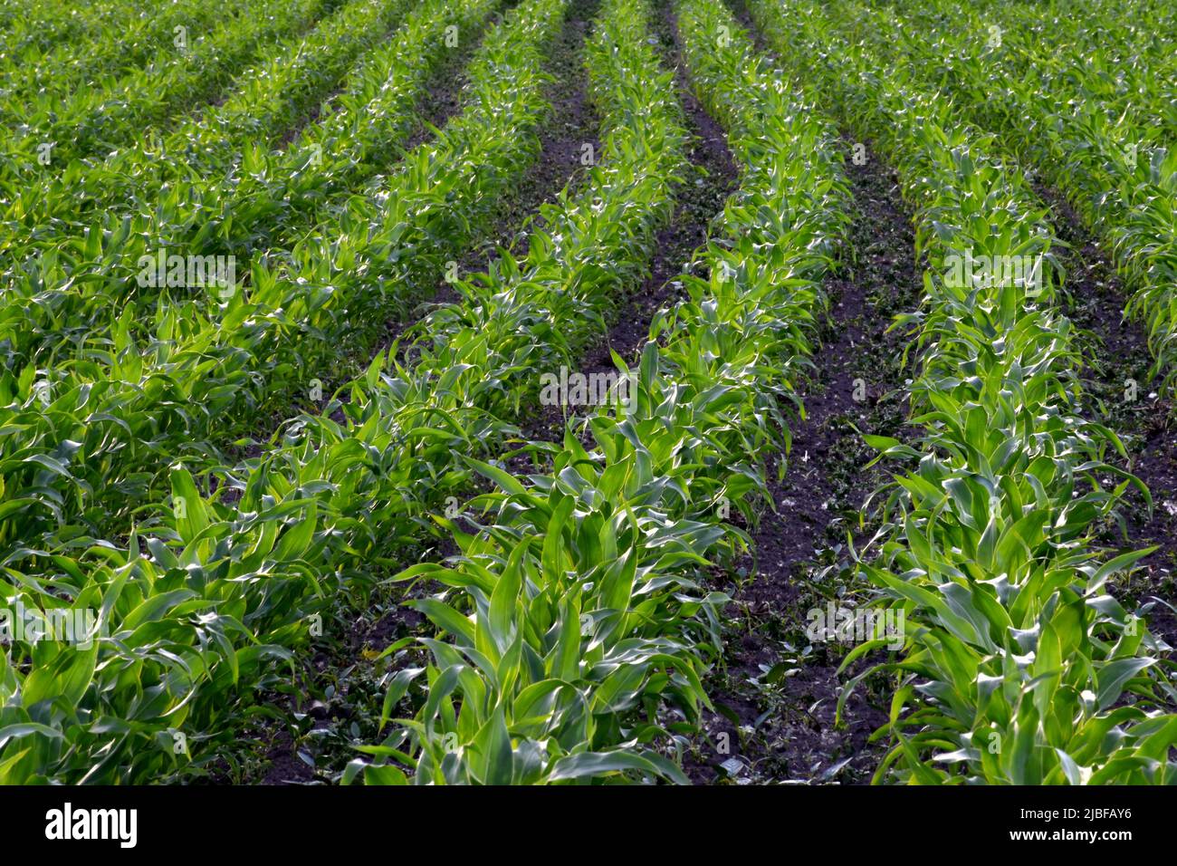 Reihen junger grüner Maispflanzen, die im Frühjahr auf einem üppigen Ackerfeld wachsen Stockfoto