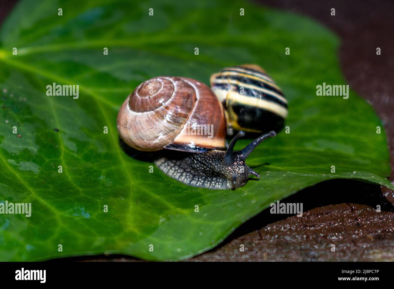 Ein Paar Schnecken kriechen auf einem nassen Blatt grünen Efeus. Schöne mehrfarbige Schneckenschalen. Stockfoto