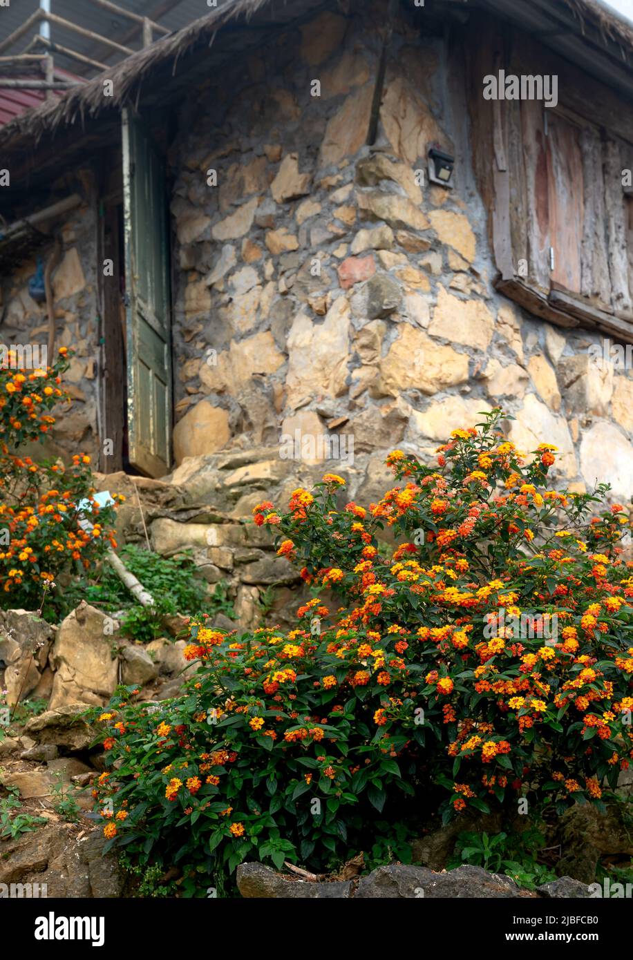 Wilde Chrysantheme Büsche am Fuße des Hauses mit einer Mauer aus Stein gebaut Stockfoto