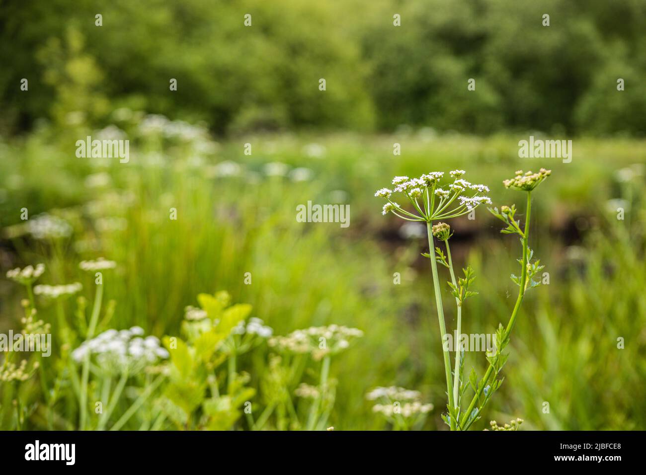 Wilde Blumen im Ashford Hill National Nature Reserve am Brenda Parker Way Wanderweg, Großbritannien Stockfoto