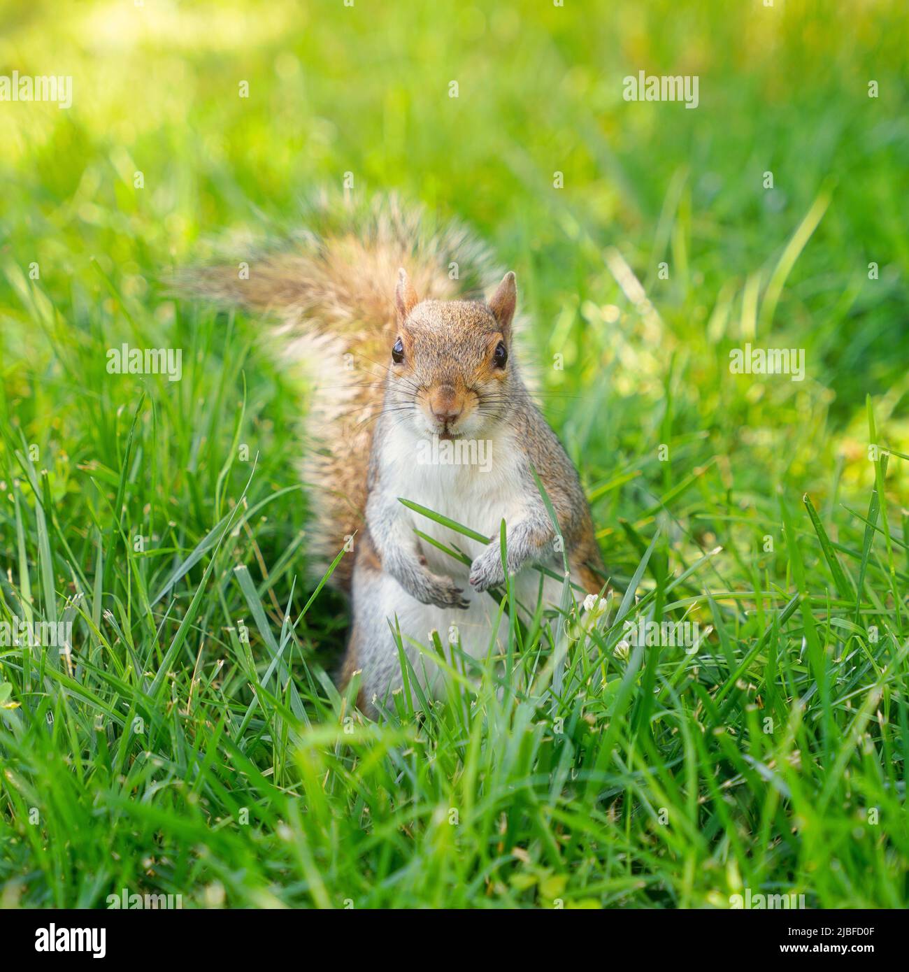 Eichhörnchen im Gras. Nagetier in Nordamerika im Park. Stockfoto