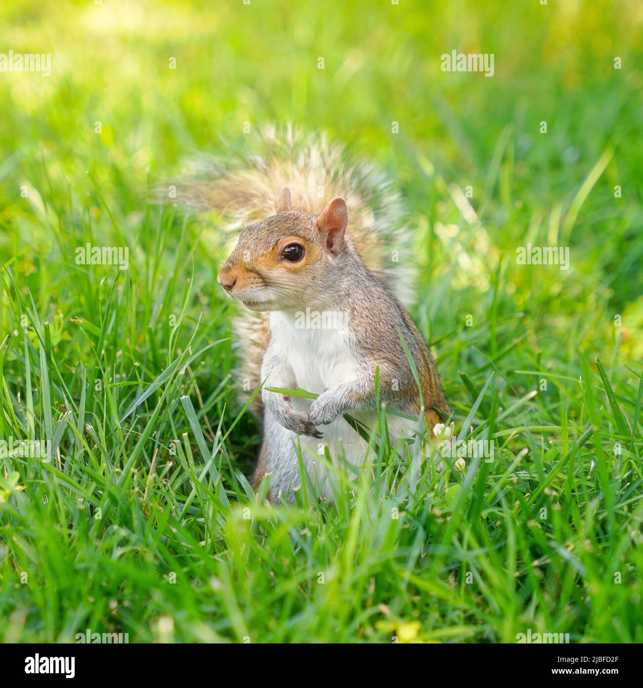 Eichhörnchen im Gras. Nagetier in Nordamerika im Park. Stockfoto