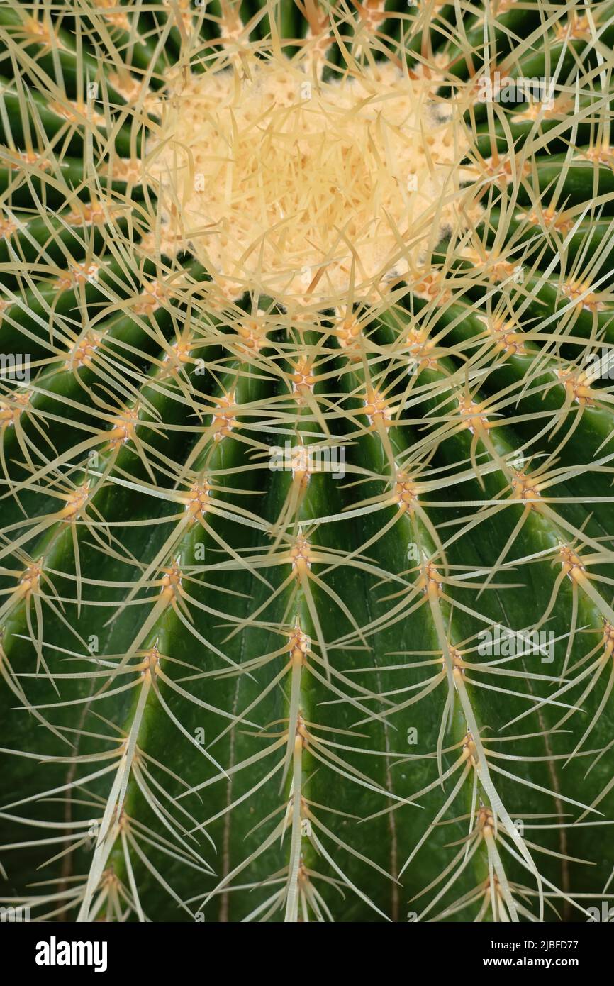 Abstrakt natürlicher Hintergrund von Echinocactus grusonii (Kroenleinia grusonii), dem goldenen Fasskaktus oder Goldkugel, Familie: Cactaceae, endemisch aus Stockfoto