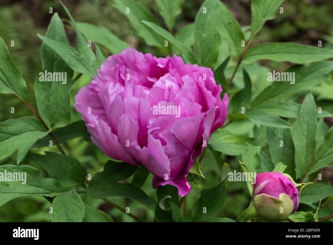 Paeonia suffruticosa Andrews rosa Pfingstrose blüht, Pflanze in der Familie: Paeoniaceae. Stockfoto