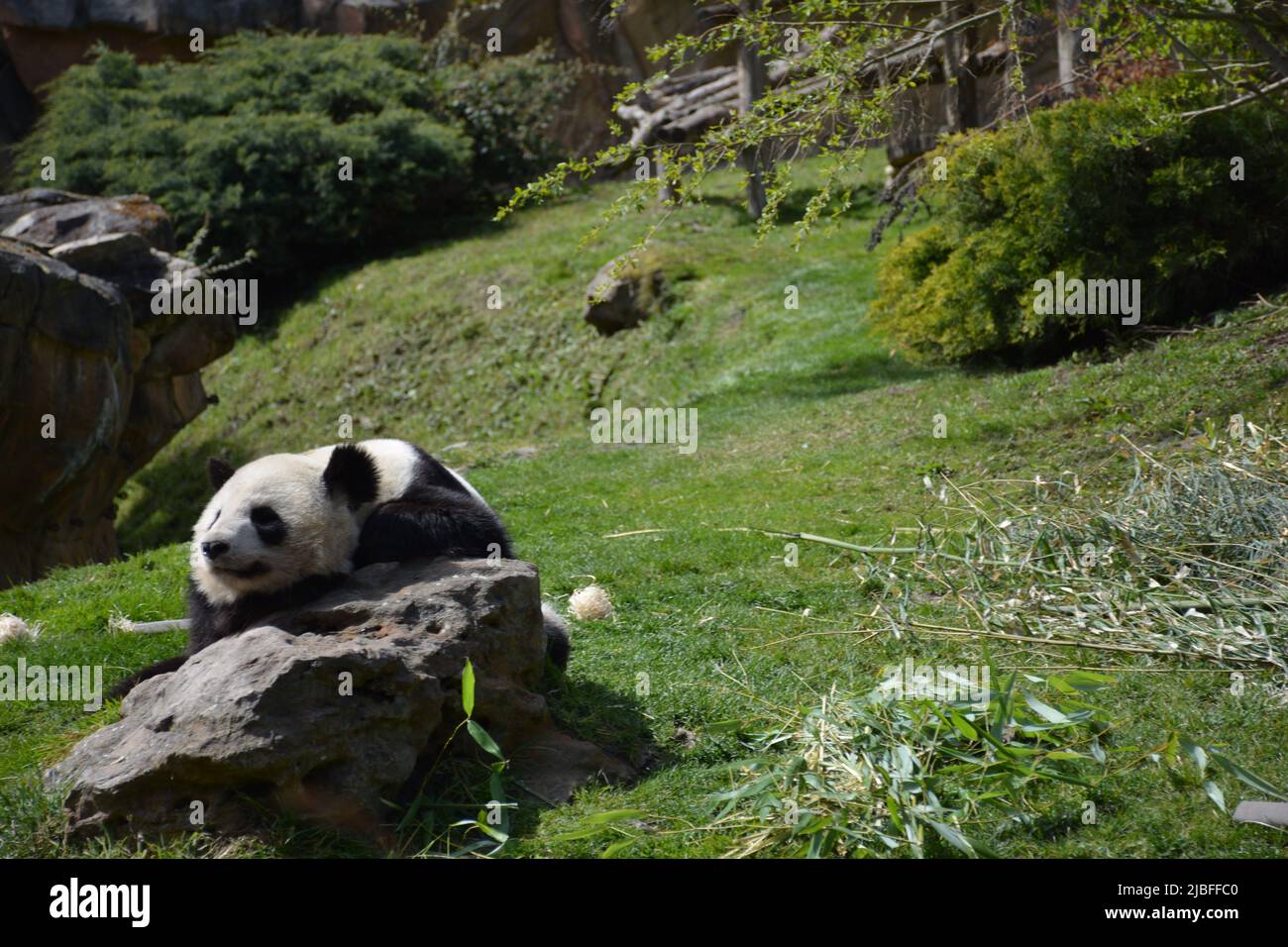 Ein fauler Panda auf einem Felsen im Zoo-Park beauval, Frankreich Stockfoto