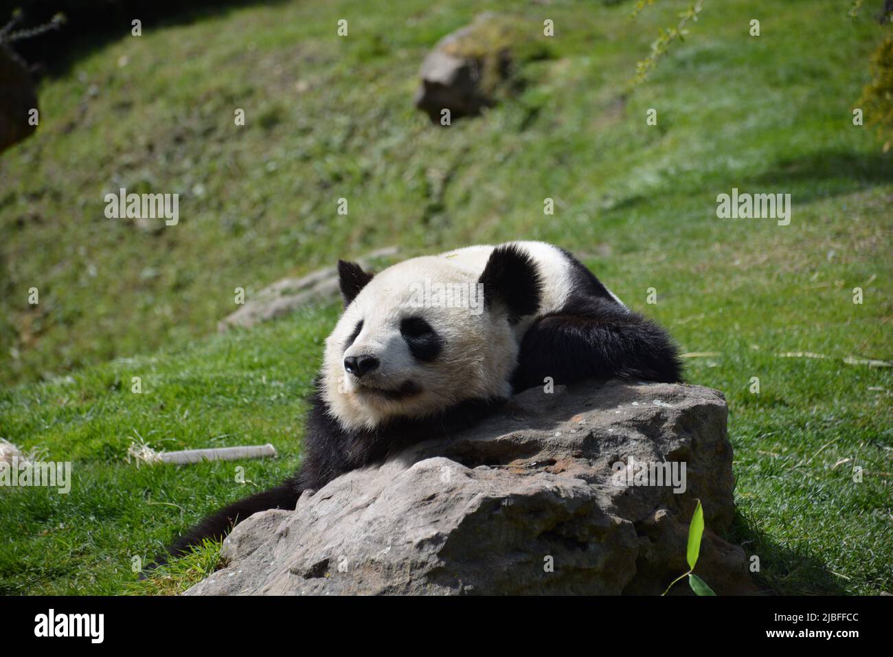Ein fauler Panda auf einem Felsen im Zoo-Park beauval, Frankreich Stockfoto