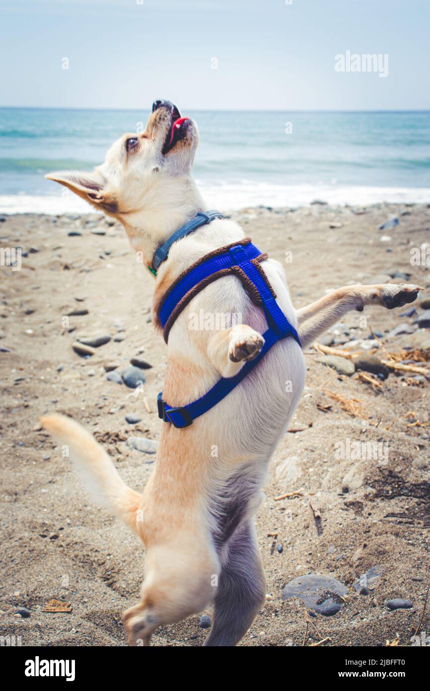 Ein Hund genießt Sommerferien Stockfoto