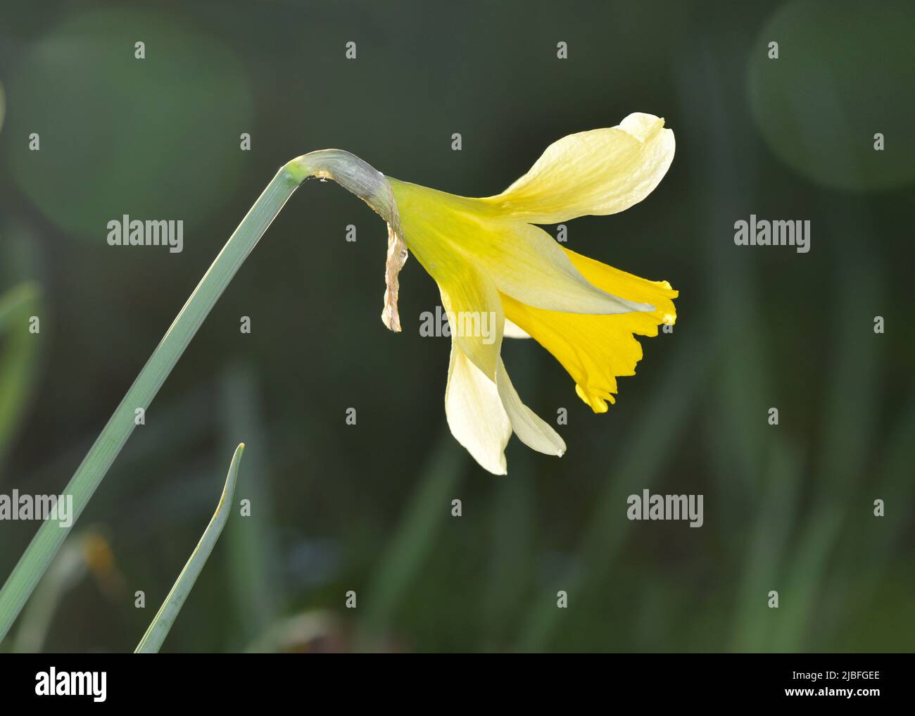 Wilde Narzissen - Narcissus pseudonarcissus Stockfoto