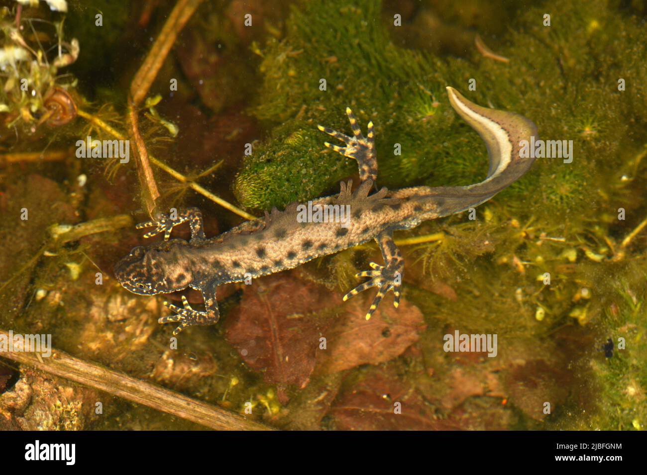 Great Crested Molch - Triturus cristatus Stockfoto