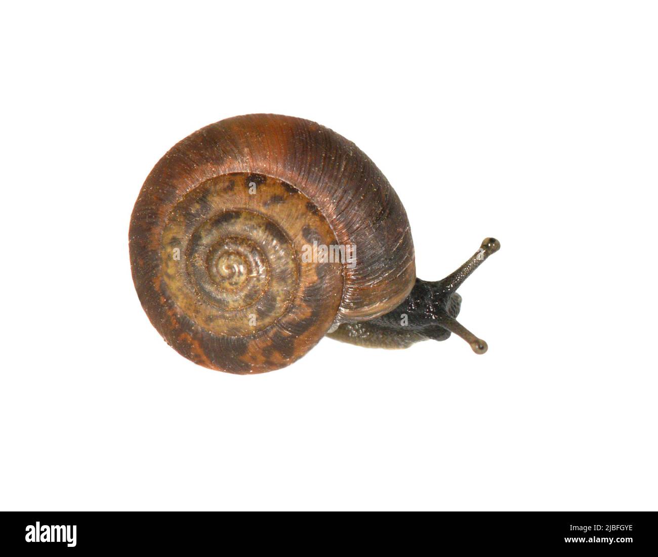 Erdbeerschnecke - Trochulus striolatus Stockfoto