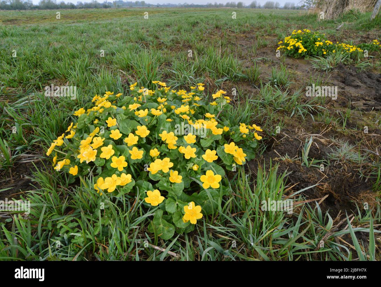 Sumpf - Ringelblume - Caltha palustris Stockfoto
