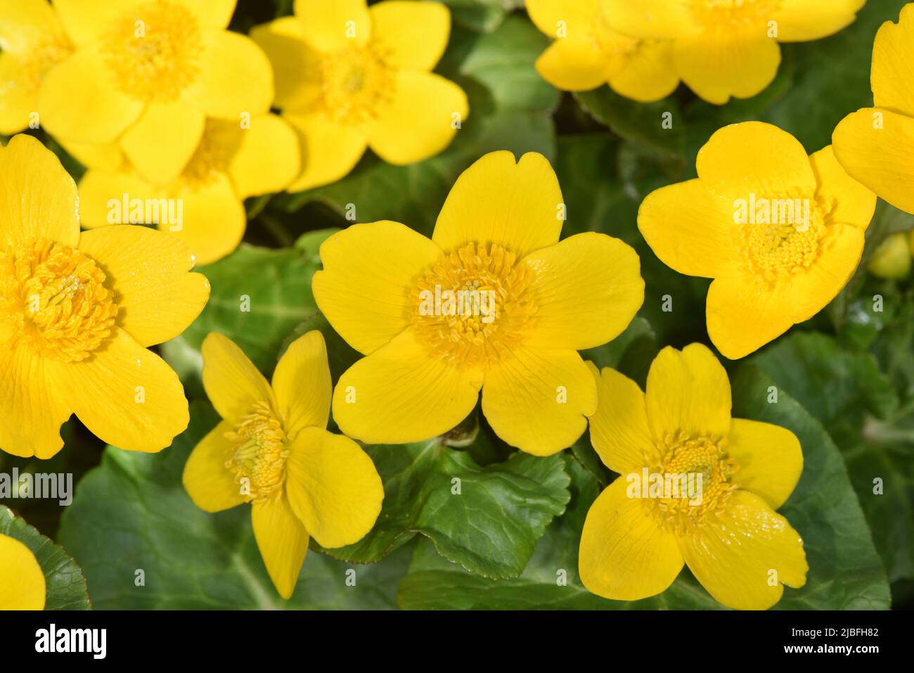 Sumpf - Ringelblume - Caltha palustris Stockfoto