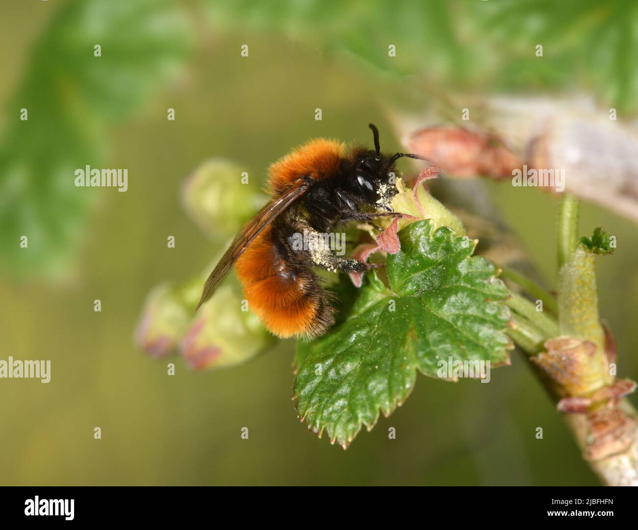 Tawny Mining-Bee - Andrena fulva Stockfoto