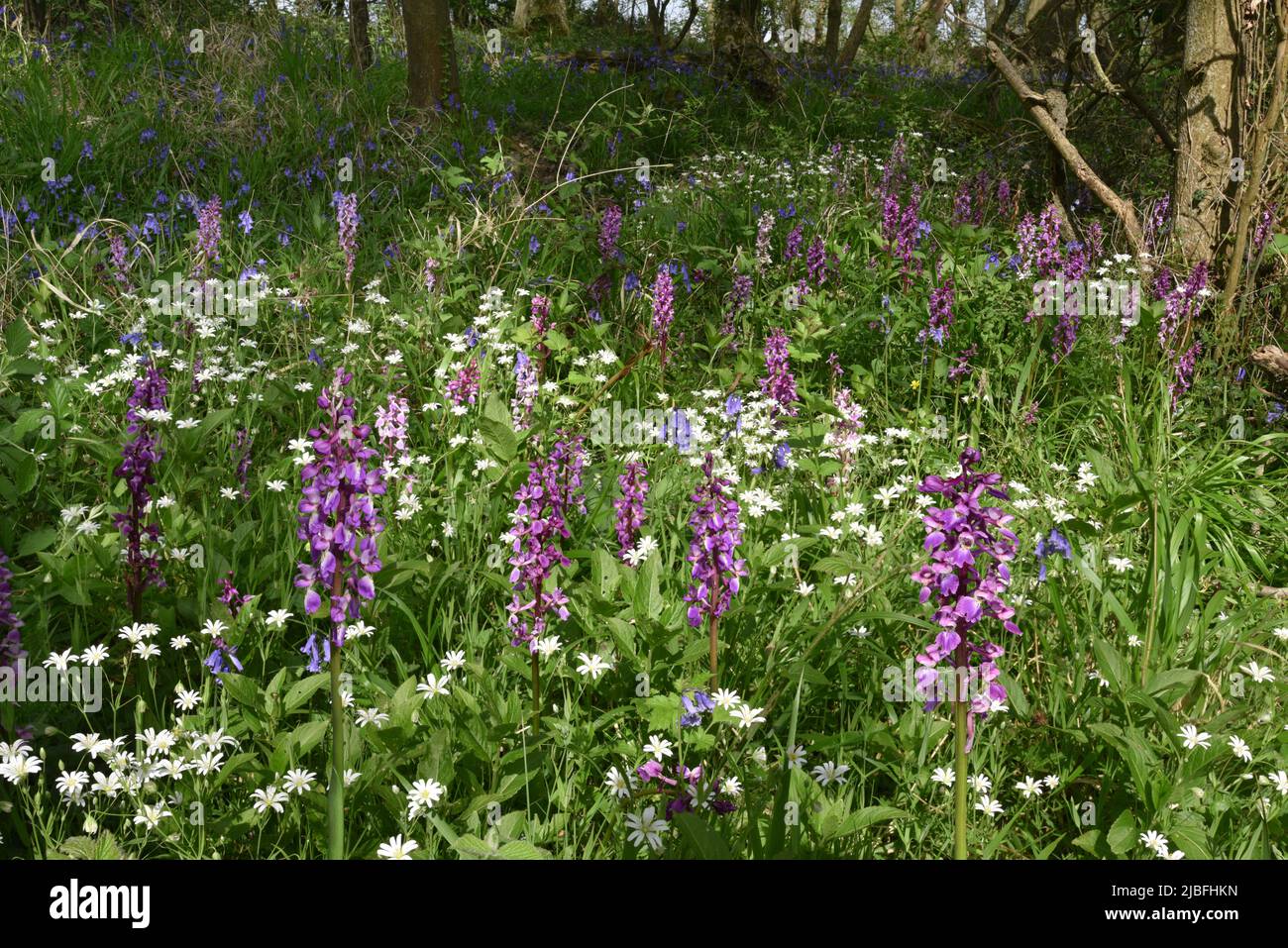 Frühe lila Orchidee - Orchis mascula Stockfoto