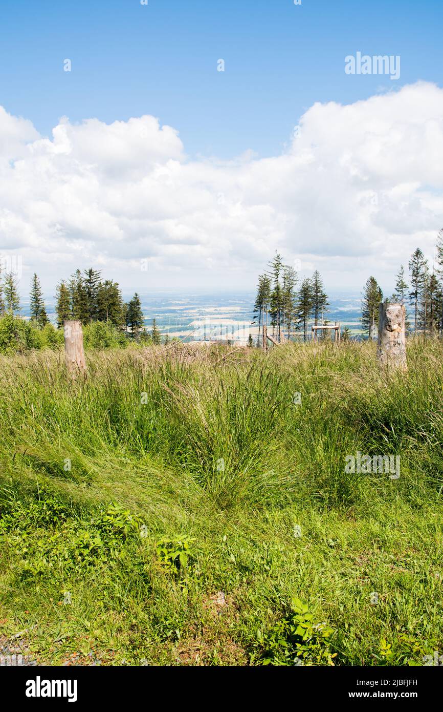 Grasbewachsene Hügel mit ein paar Bäumen und Blick ins Tal mit einer Schicht weißer Wolken darüber, aufgenommen in der Nähe des Berges Javorový. Schlesien, Tschechische Republik Stockfoto