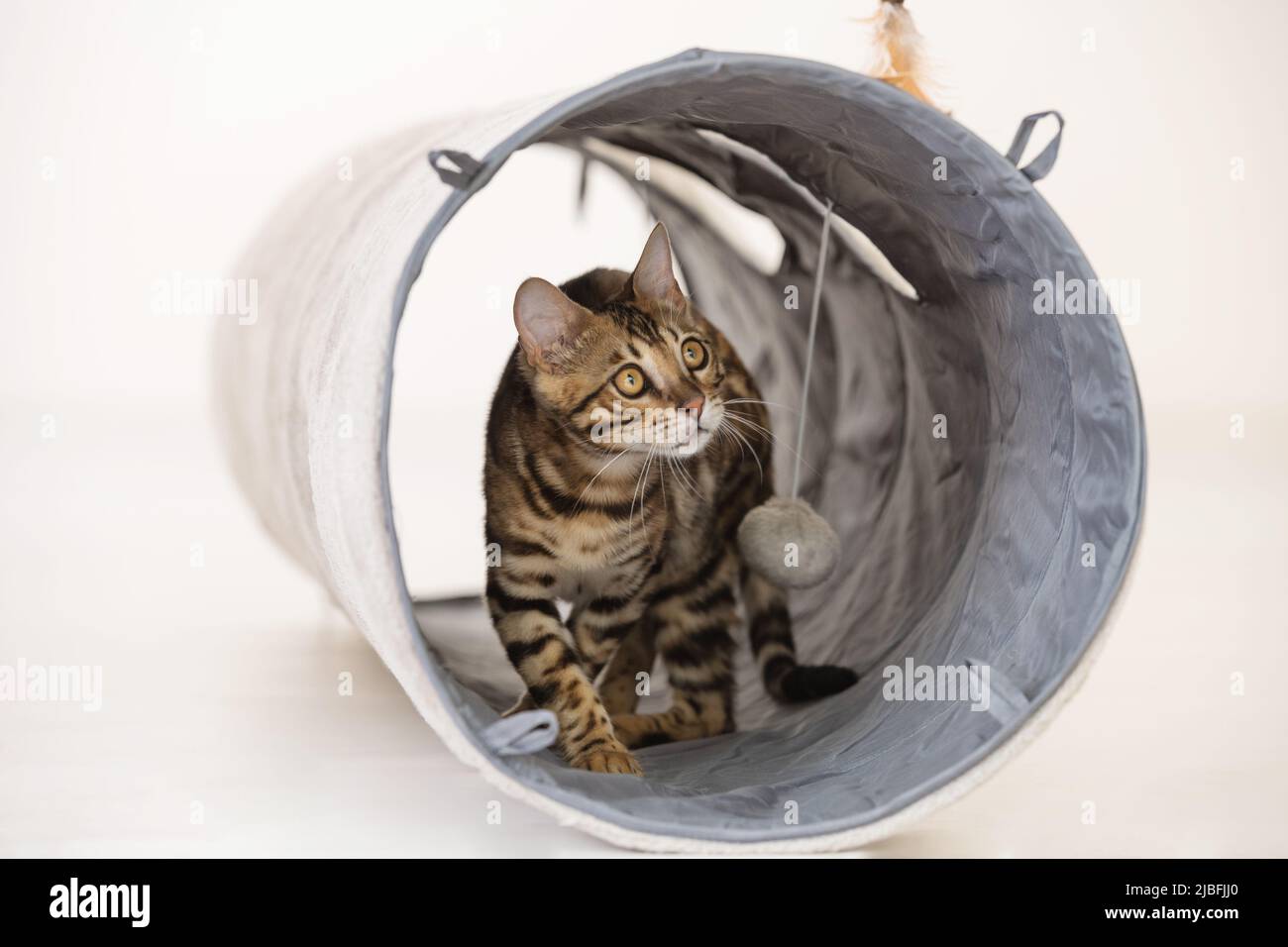 Junge bengalkatze, die in einem Tunnel spielt, weißer Hintergrund Stockfoto