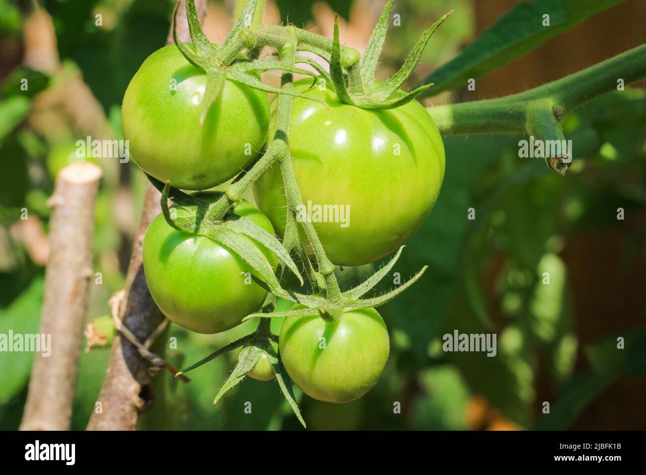 Junge grüne Tomaten hängen an einem Zweig in einem rustikalen Gewächshaus. Natürliche Gartenarbeit ohne Chemikalien Stockfoto