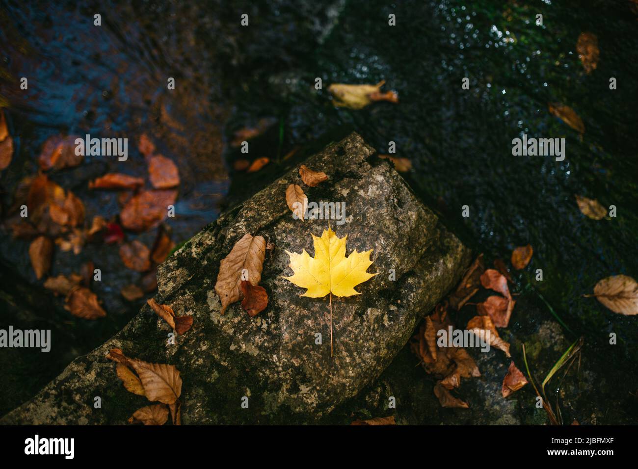 Von oben von trockenen gelben Blatt in Felsen Oberfläche des wilden Flusses in der Natur am Herbsttag verstreut Stockfoto