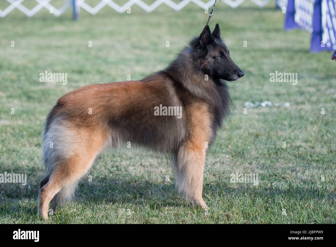 Der Belgier Tervuren steht in der Profilansicht auf einem Grasfeld Stockfoto