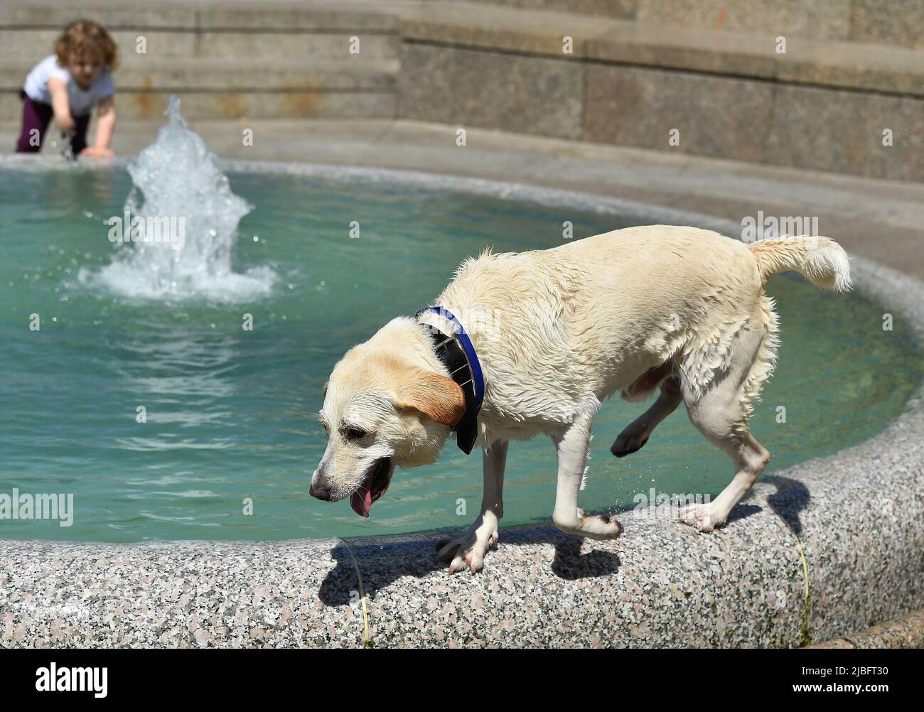 Zagreb, Kroatien. 06.. Juni 2022. Hund beim Schwimmen im Stadtbrunnen in Zagreb, Kroatien an einem heißen, sonnigen Tag am 6. Juni 2022. Während die Temperaturen in Kroatien steigen, versuchen die Menschen und ihre Haustiere, Wege zur Abkühlung zu finden. Ein labrador fand beim Schwimmen im Stadtbrunnen eine Ersparnung durch die Hitze. Foto: Marko Lukunic/PIXSELL Credit: Sandra Krunic/Alamy Live News Stockfoto