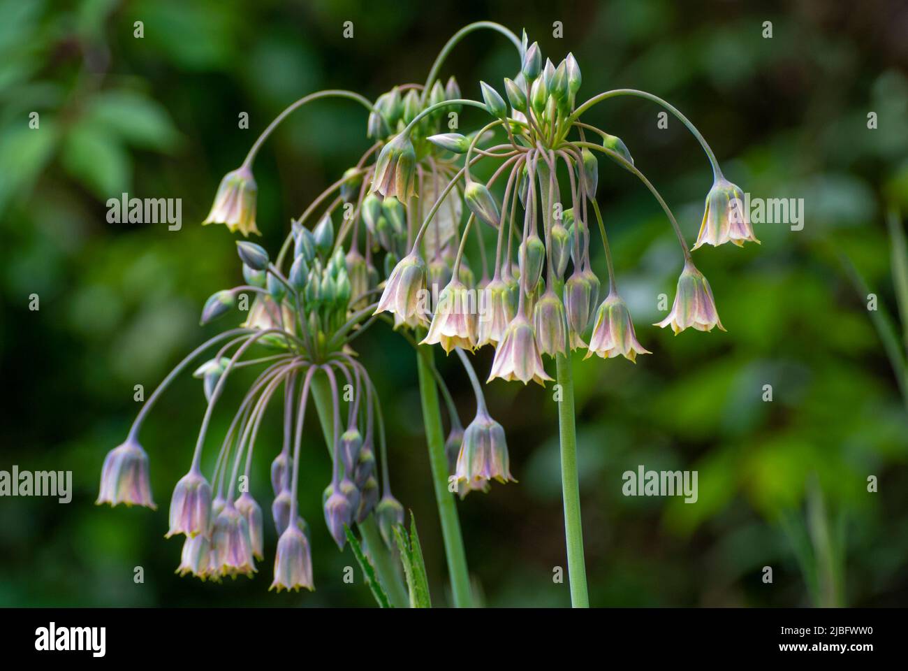 Allium siculum, bekannt als Honig Knoblauch, sizilianische Honiglilie, sizilianischen Honig Knoblauch, oder mediterrane Glocken, Stockfoto