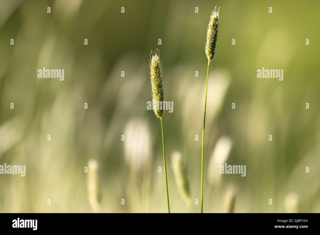 Hohe Grashalme sind vor einem verschwommenen Hintergrund isoliert Stockfoto