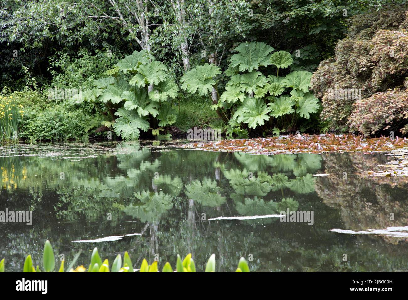 Riesige Blätter der Gunnera manicata im RHS Garden Rosemoor North Devon UK die Art stammt aus Brasilien und Colmbia und wird oft als Arme Menschen bezeichnet Stockfoto