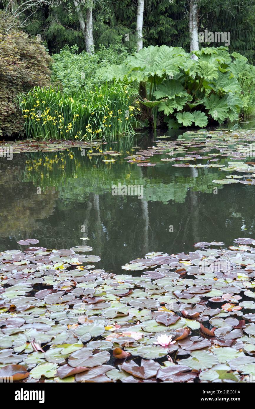 Riesige Blätter der Gunnera manicata im RHS Garden Rosemoor North Devon UK die Art stammt aus Brasilien und Colmbia und wird oft als Arme Menschen bezeichnet Stockfoto
