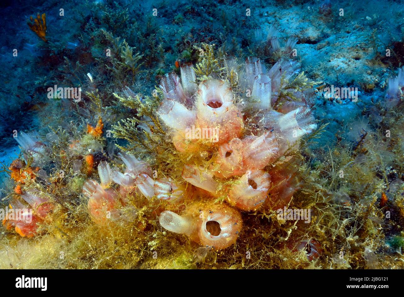 Invasiver Meeresspritzen, Herdmania momus, Kas Antalya Türkei Stockfoto