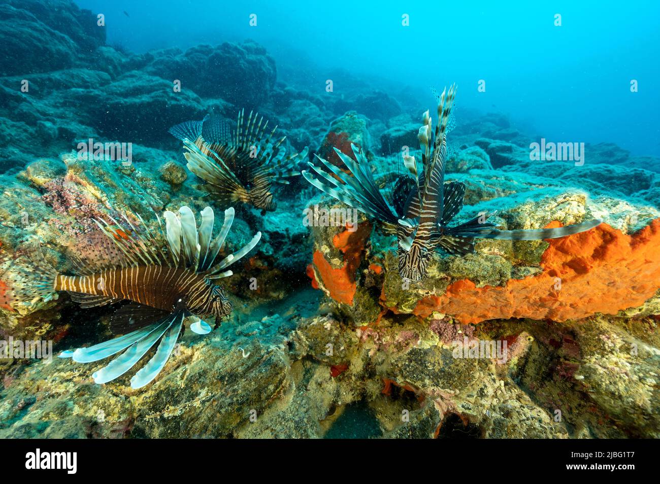 Invasive Löwenfische, Pterois Miles, Gokova Bay Türkei Stockfoto