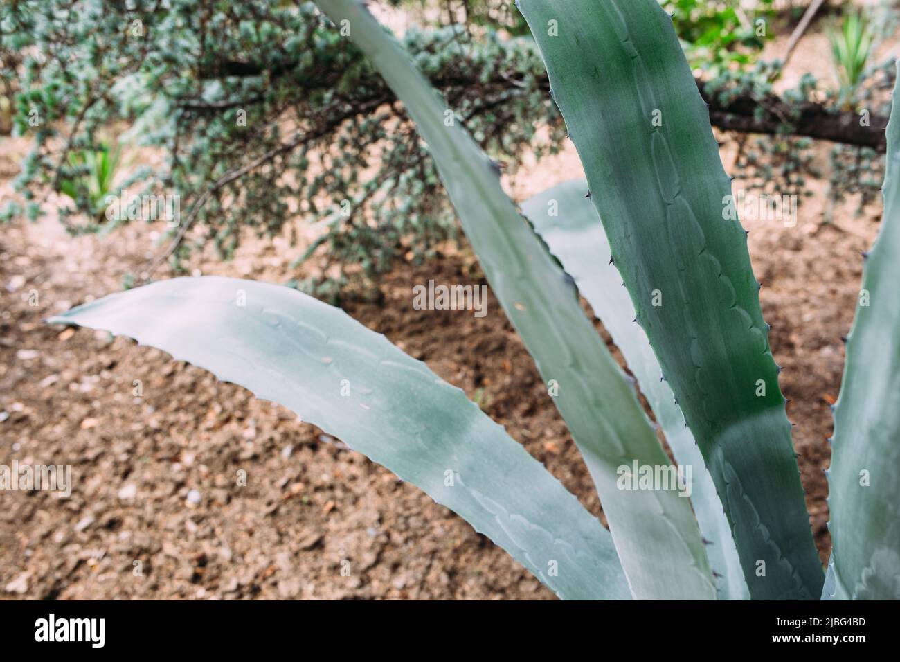 Großer Kaktus in den Töpfen. Kaktus zur Dekoration. Flauschiger Kaktus mit langen Nadeln. Stockfoto