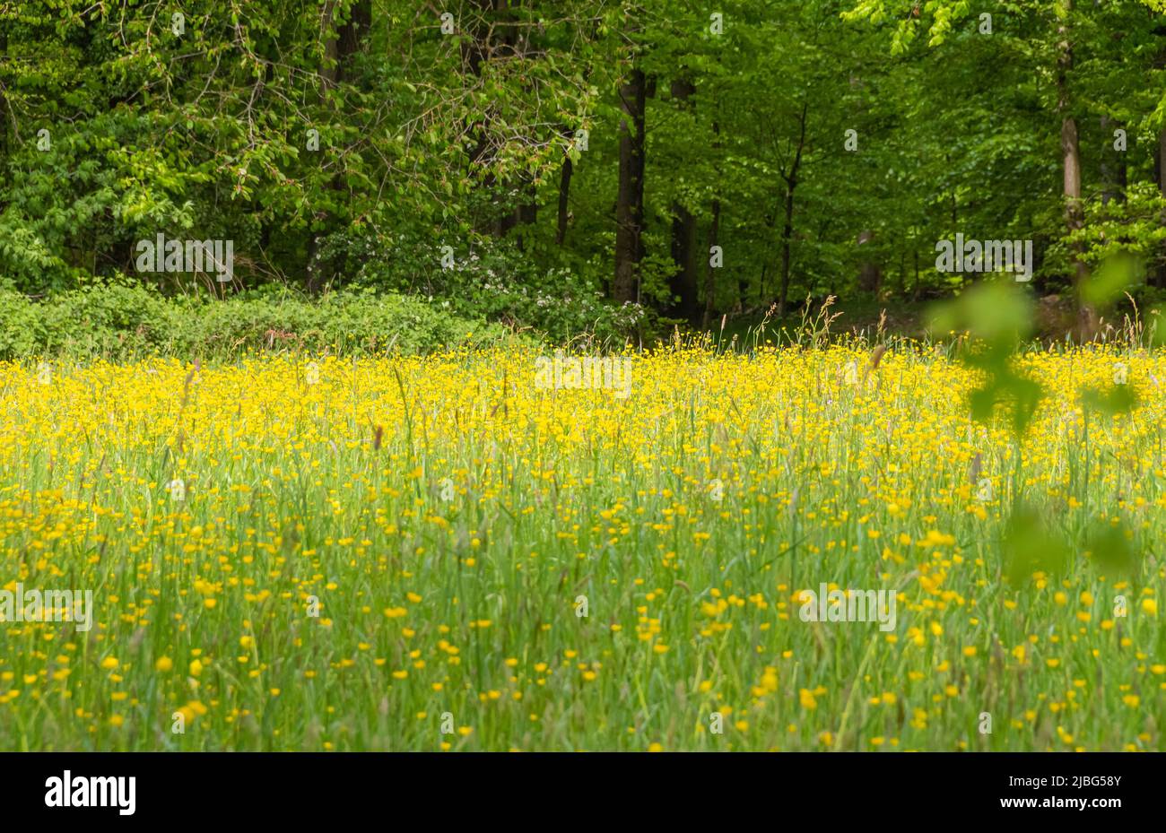 Frühlingslandschaft mit Blumenwiese am Waldrand Stockfoto