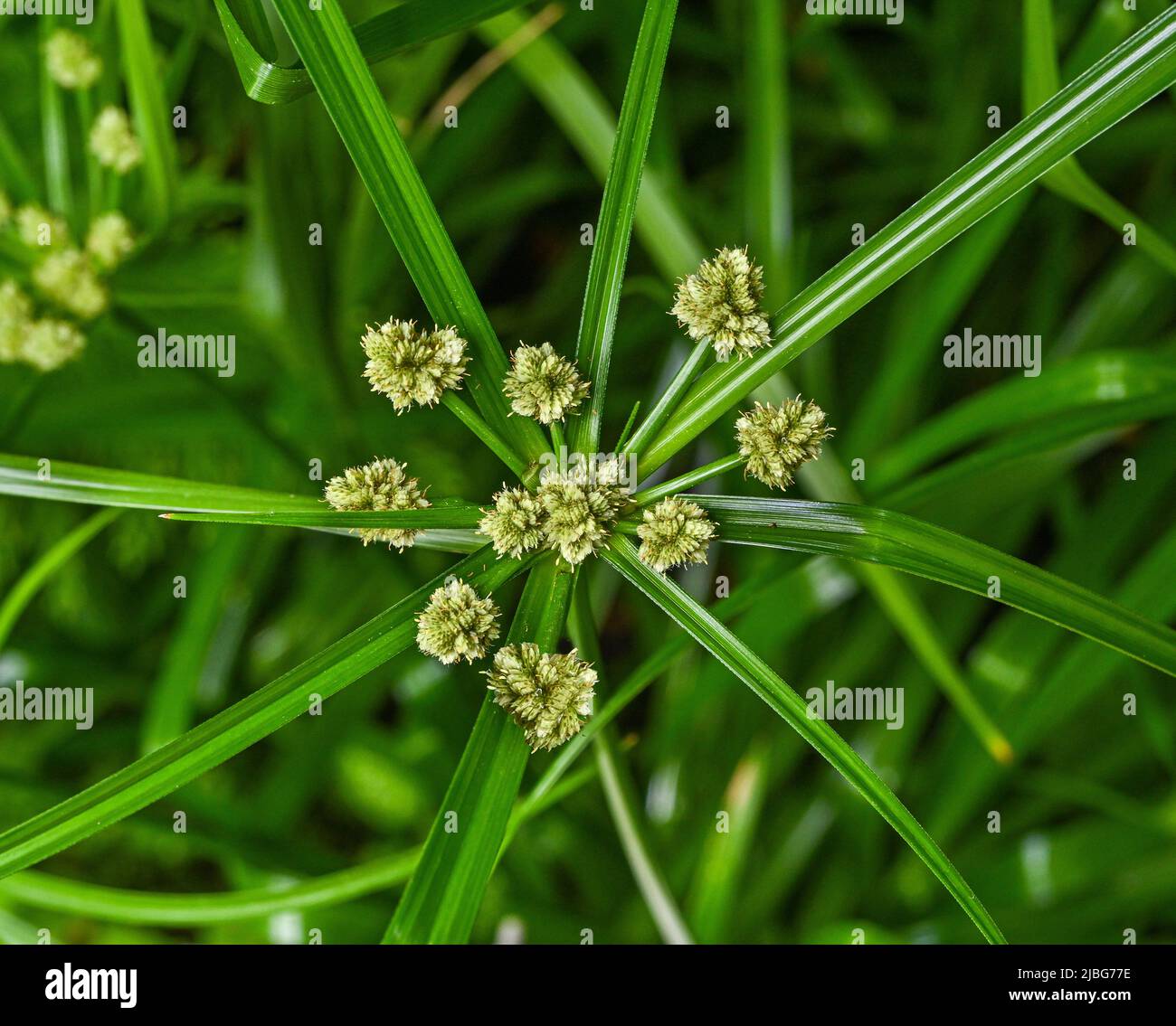 Cyperus luzulae l retz Fotos und Bildmaterial in hoher Auflösung Alamy