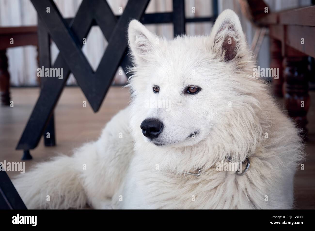 Weißer domestizierter arktischer Wolf, der sich hinlegt und auf dem Boden ruht. Stockfoto