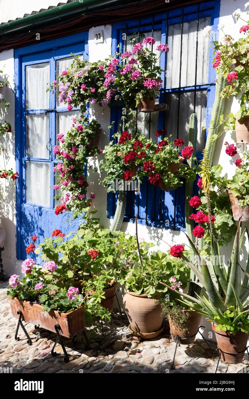 Das Höfe-Festival von Córdoba. Viele Häuser des historischen Zentrums öffnen ihre privaten Terrassen für die Öffentlichkeit und treten in einem Wettbewerb an. Stockfoto