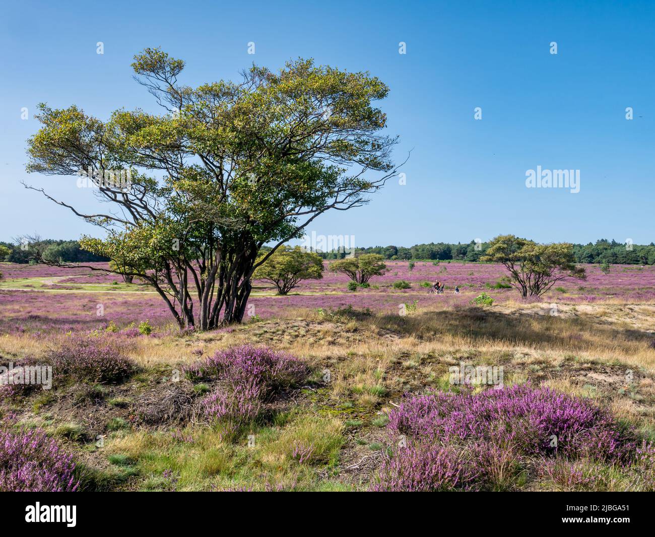 Waldbeerbäume, Amelanchier lamarkii im Bereich der blühenden Heide, Zuiderheide Heide, Gooi, Niederlande Stockfoto