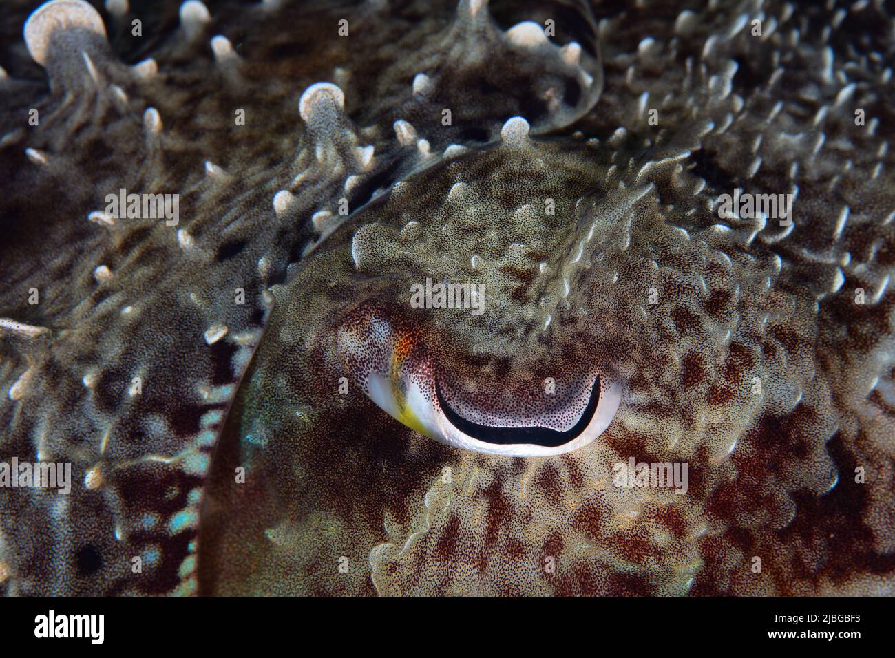 Detail des Auges und texturierte Epidermis eines Broadclub-Tintenfischs, Sepia latimanus, auf einem Korallenriff in Indonesien. Diese Tiere sind gut getarnt. Stockfoto