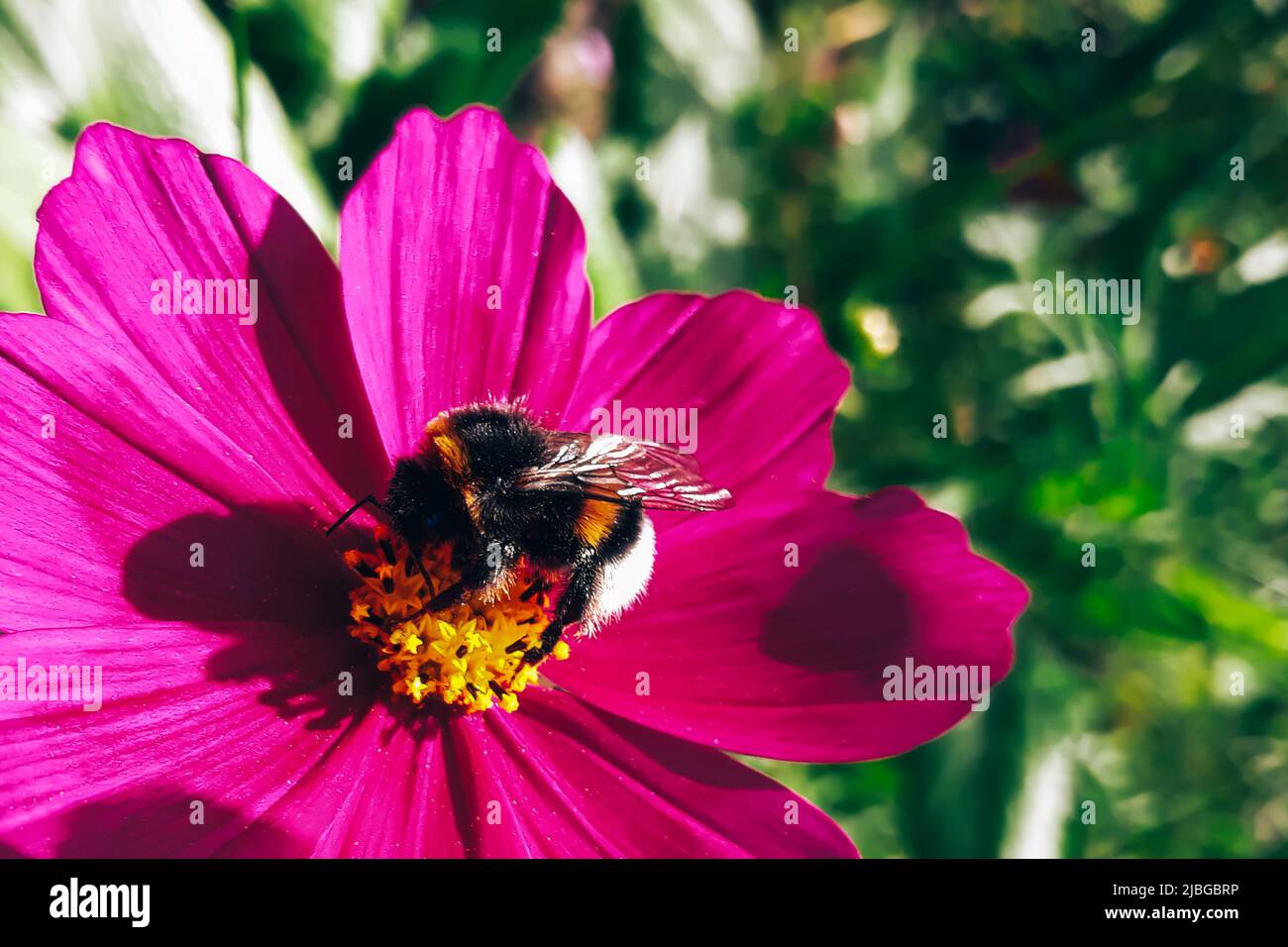 Honigbiene sammelt Pollen aus der violetten Blume. Imkerei und Landwirtschaft. Sommerhintergrund. Stockfoto