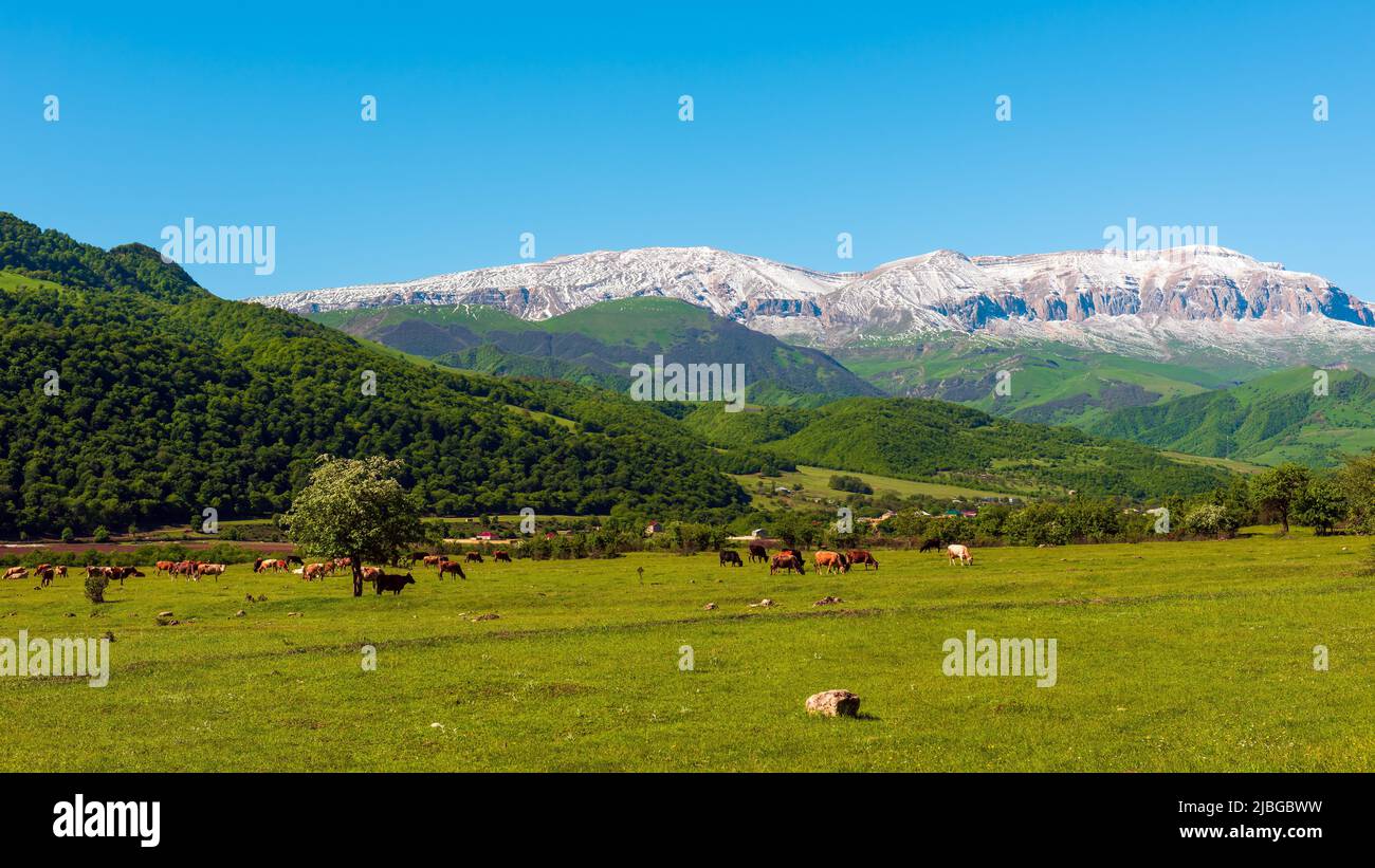 Eine Herde Kühe und Schafe grast auf einem Grün Wiese in den Bergen Stockfoto