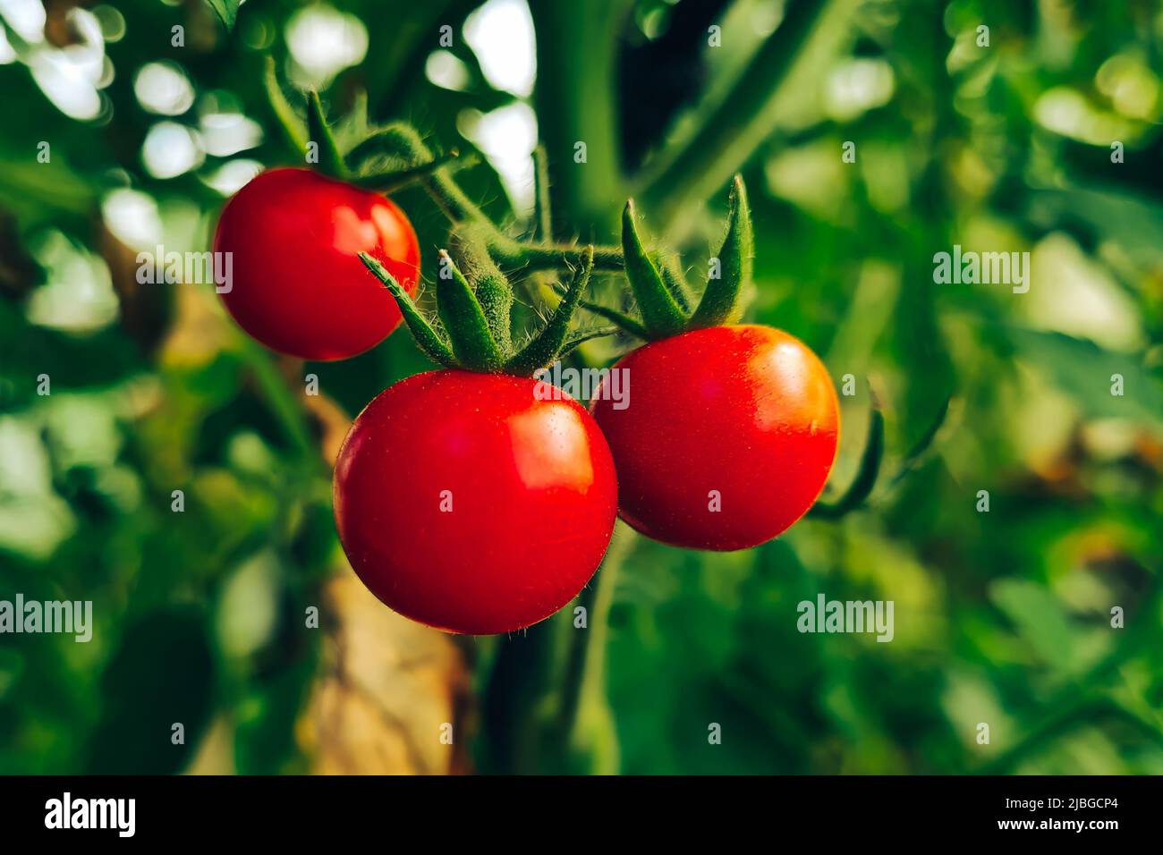Reife saftige Tomaten auf einem Zweig. Gemüse in einem Gewächshaus anbauen. Landwirtschaft und Gartenbau. Stockfoto