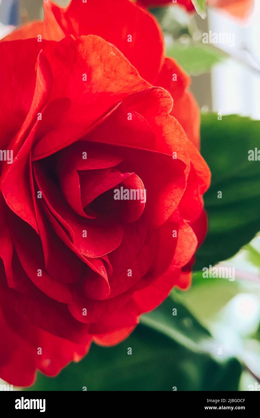 Rote Rose aus nächster Nähe. Startseite Blume Impatiens balsamina. Wachsende Pflanze in Töpfen. Gartenbau und Haushaltspflanzen. Stockfoto