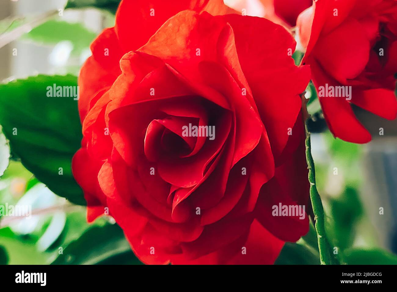 Rote Rose aus nächster Nähe. Startseite Blume Impatiens balsamina. Wachsende Pflanze in Töpfen. Gartenbau und Haushaltspflanzen. Stockfoto